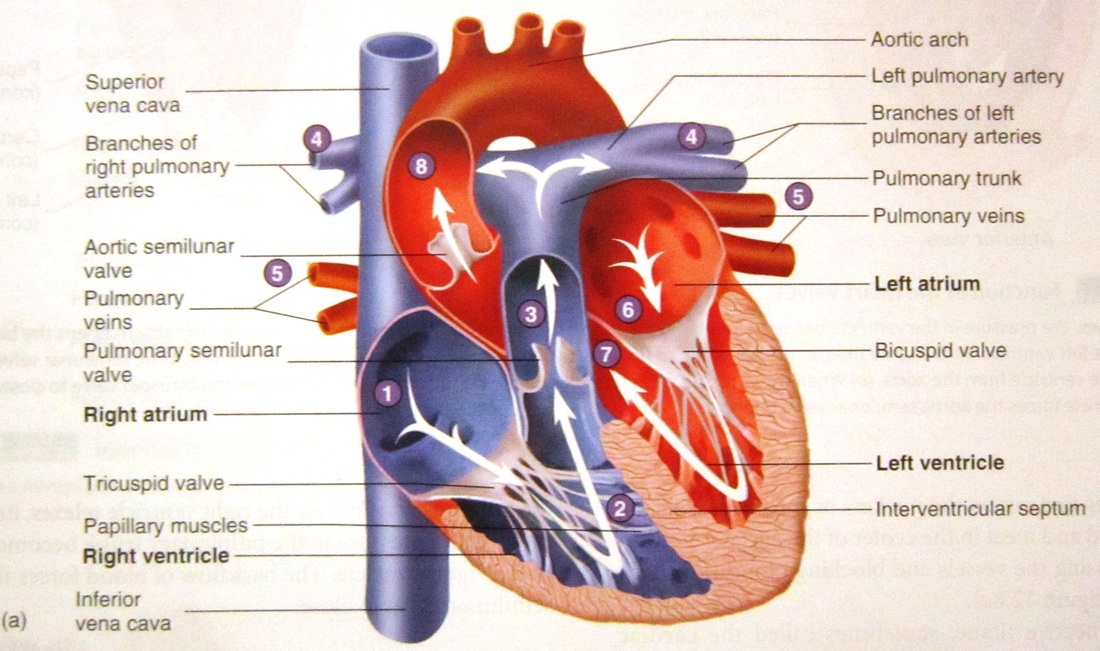 Cardiovascular and Circulatory System - Human Anatomy and Physiology