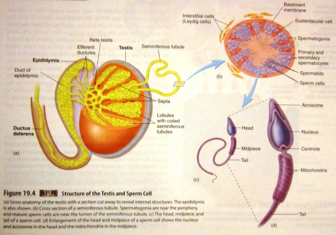 Reproductive System - Human Anatomy and Physiology