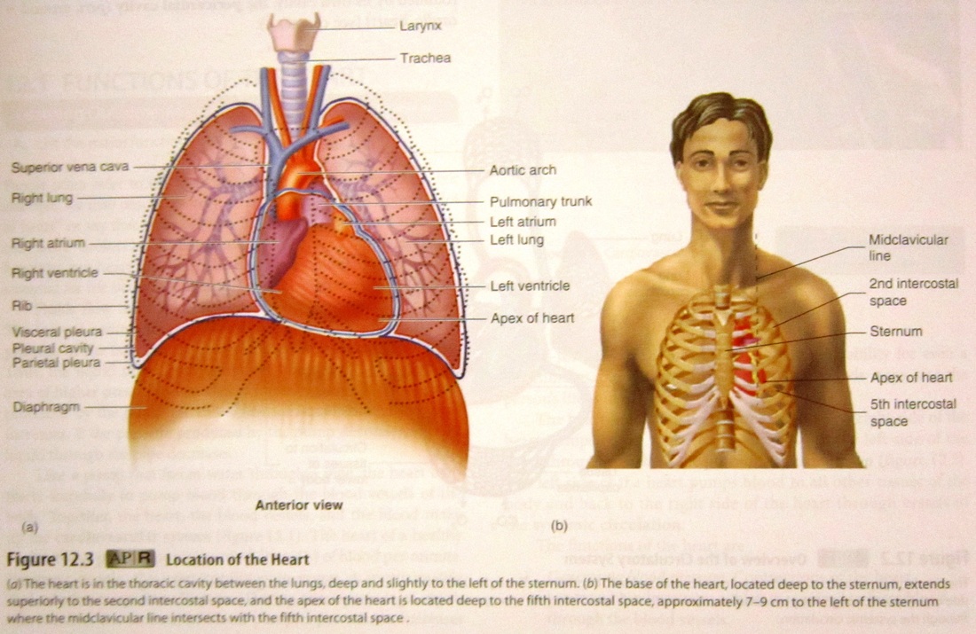 Cardiovascular and Circulatory System - Human Anatomy and Physiology
